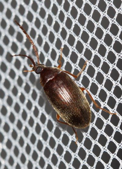 Hyménalia à pattes rouges Hymenalia rufipes (Fabricius, 1792)