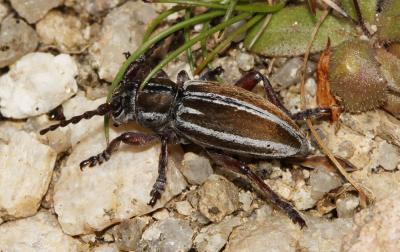  Iberodorcadion molitor (Fabricius, 1775)