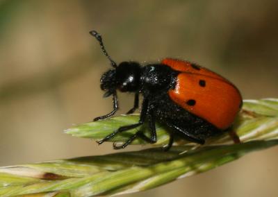 Mylabre à quatre points Mylabris quadripunctata (Linnaeus, 1767)
