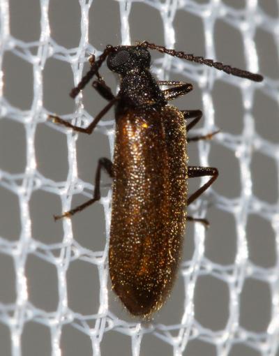  Lagria rugosula Rosenhauer, 1856