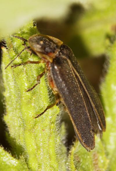 Ver luisant, Lampyre Lampyris noctiluca (Linnaeus, 1758)