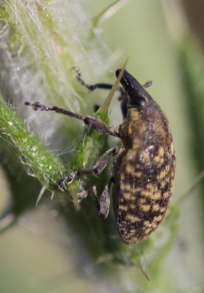  Larinus turbinatus Gyllenhal, 1835