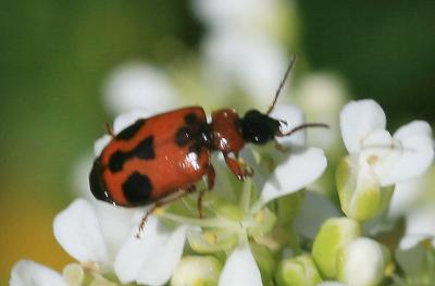  Lebia trimaculata (Villers, 1789)