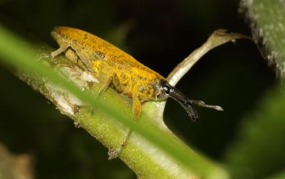 Lixe poudreux Lixus pulverulentus (Scopoli, 1763)