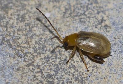  Longitarsus Latreille, 1829