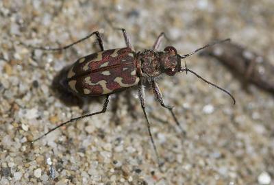  Lophyra flexuosa (Fabricius, 1787)