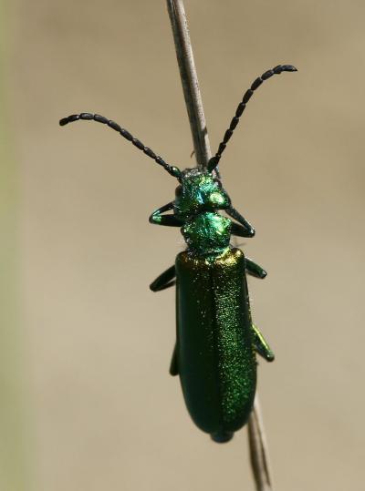 Mouche d'Espagne (la), Cantharide (la) Lytta vesicatoria (Linnaeus, 1758)