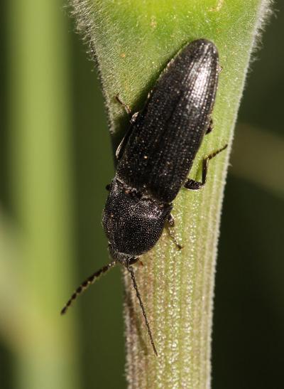  Melanotus Eschscholtz, 1829