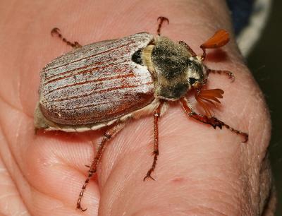 Hanneton commun (le) Melolontha melolontha (Linnaeus, 1758)