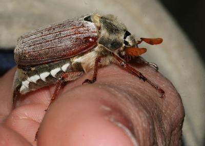 Hanneton commun (le) Melolontha melolontha (Linnaeus, 1758)