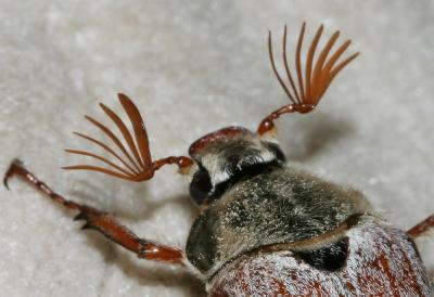 Hanneton commun (le) Melolontha melolontha (Linnaeus, 1758)