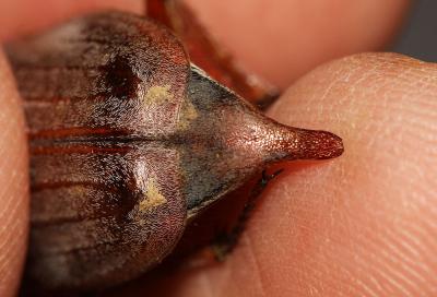 Hanneton commun (le) Melolontha melolontha (Linnaeus, 1758)