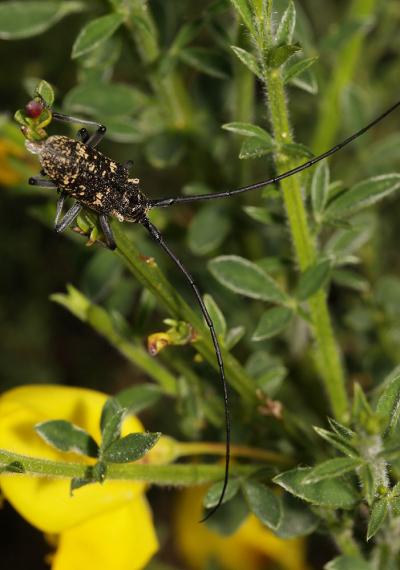  Monochamus sartor (Fabricius, 1787)