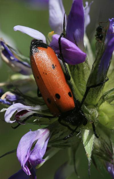 Mylabre à quatre points Mylabris quadripunctata (Linnaeus, 1767)