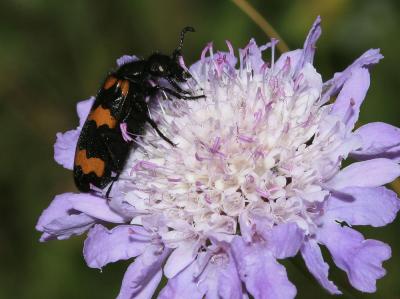 Mylabre variable Mylabris variabilis (Pallas, 1781)