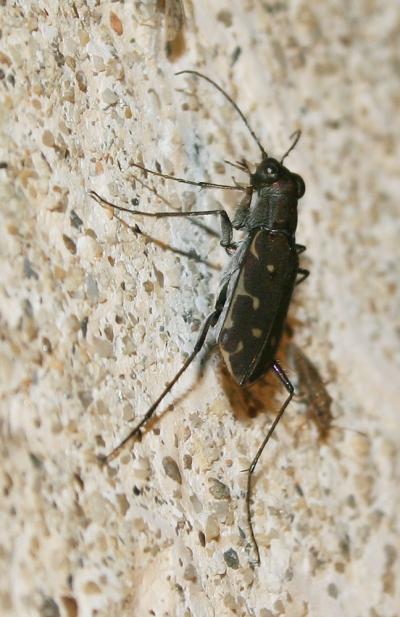 Myriochila melancholica (Fabricius, 1798)