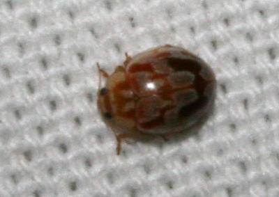 Coccinelle des pins Myrrha octodecimguttata (Linnaeus, 1758)