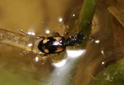  Bembidion genei Küster, 1847