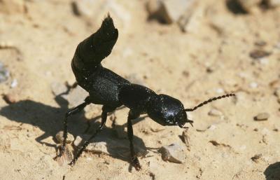 Staphylin odorant Ocypus olens (O.F. Müller, 1764)