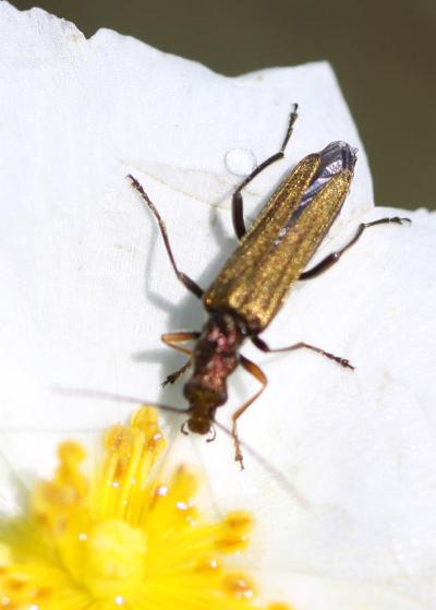  Oedemera flavipes (Fabricius, 1792)
