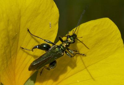 Oedemère noble Oedemera nobilis (Scopoli, 1763)