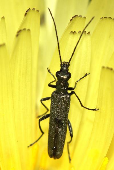 Oedemère noble Oedemera nobilis (Scopoli, 1763)