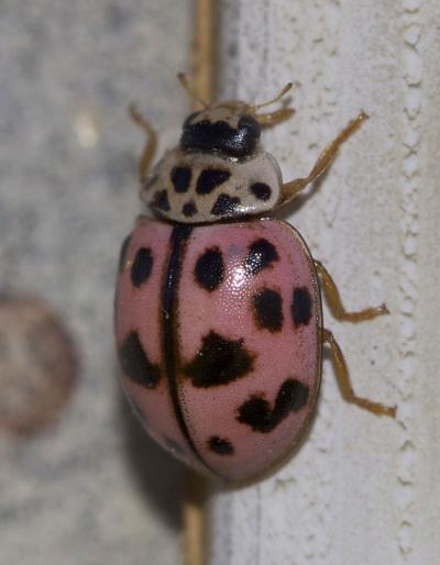 Coccinelle rose Oenopia conglobata (Linnaeus, 1758)