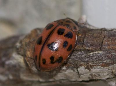 Coccinelle rose Oenopia conglobata (Linnaeus, 1758)