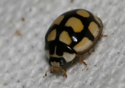  Oenopia lyncea (Olivier, 1808)