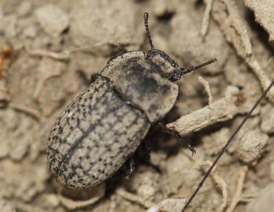 Opâtre des sables Opatrum sabulosum (Linnaeus, 1758)