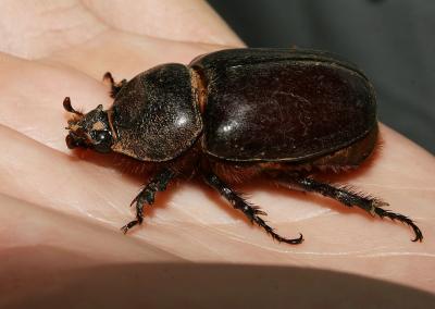 Scarabée rhinocéros européen, Rhinocéros Oryctes nasicornis (Linnaeus, 1758)