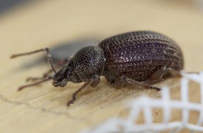  Otiorhynchus cribricollis Gyllenhal, 1834