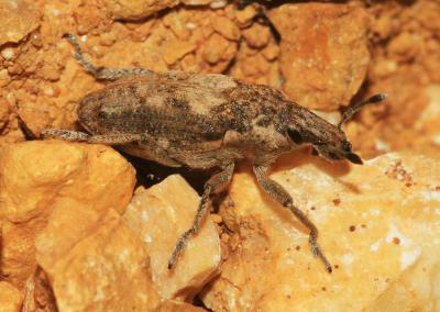  Pachycerus segnis (Germar, 1824)