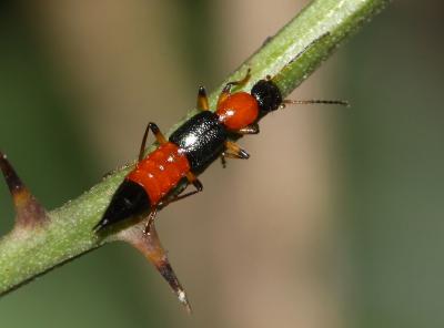  Paederus littoralis Gravenhorst, 1802