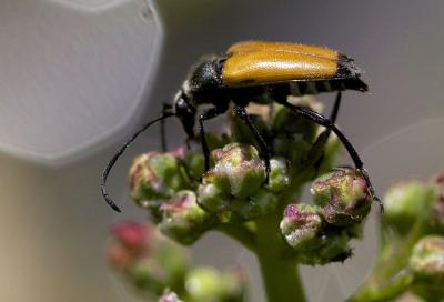 Lepture fauve Stictoleptura fulva (De Geer, 1775)