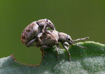  Philopedon plagiatum (Schaller, 1783)