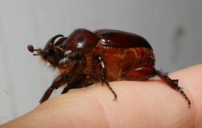  Phyllognathus excavatus (Forster, 1771)