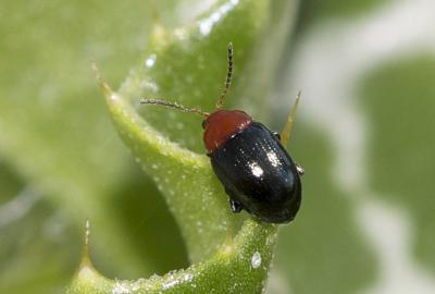 Altise des mauves Podagrica fuscipes (Fabricius, 1775)