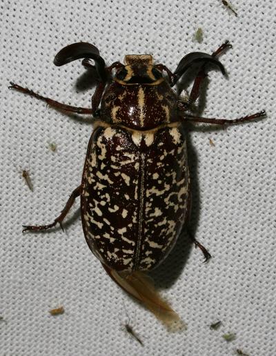 Hanneton foulon, Hanneton des pins Polyphylla fullo (Linnaeus, 1758)
