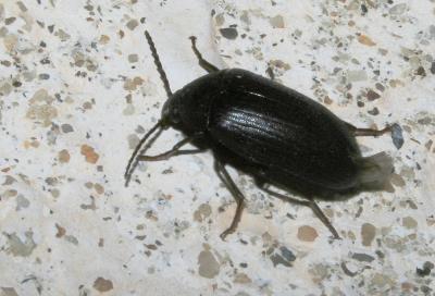  Prionychus ater (Fabricius, 1775)