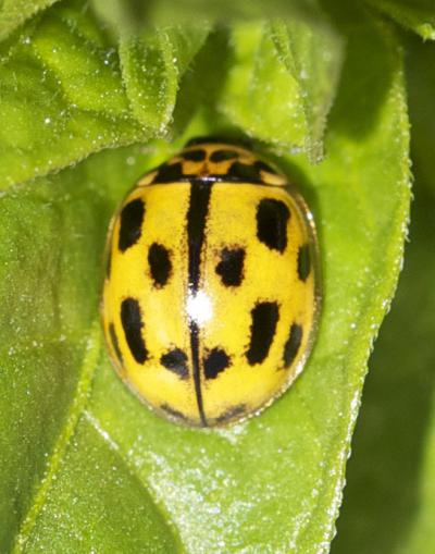 Coccinelle à damier, Coccinelle à 14 points Propylea quatuordecimpunctata (Linnaeus, 1758)