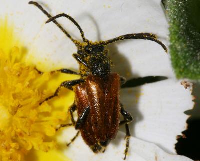 Pseudovadonie livide Pseudovadonia livida (Fabricius, 1777)