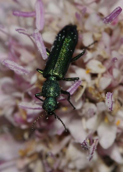 Psilothrix vert Psilothrix viridicoerulea (Geoffroy, 1785)