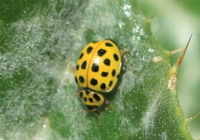 Coccinelle à vingt-deux points Psyllobora vigintiduopunctata (Linnaeus, 1758)