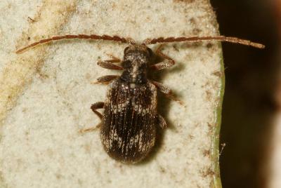  Ptinus lichenum Marsham, 1802