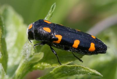  Ptosima undecimmaculata (Herbst, 1784)