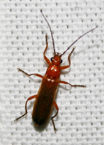 Téléphore fauve Rhagonycha fulva (Scopoli, 1763)