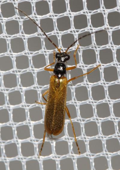  Rhagonycha lignosa (O.F. Müller, 1764)