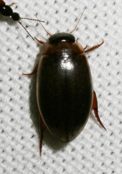 Ditique picoté Rhantus suturalis (W.S. MacLeay, 1825)
