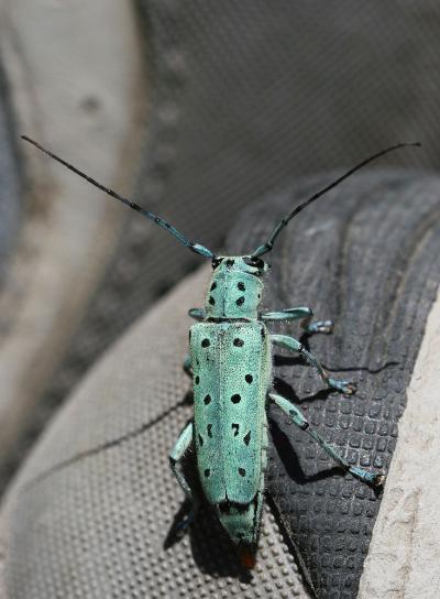  Saperda punctata (Linnaeus, 1767)